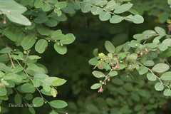 Phyllanthus reticulatus